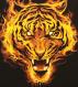 fire-tiger-t-shirt.jpg