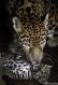 jaguar-zoo-nikaragua-1-1.jpg