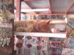 dsc00115.jpg