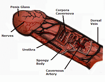 penis-anatomy.gif