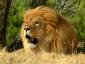 lion-resting-african-park-sigean-languedoc-roussillon-france.jpg