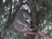20-koala.jpg