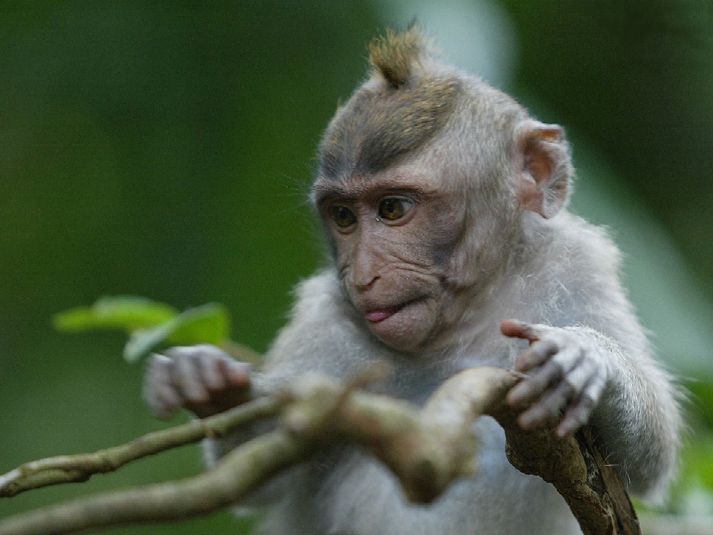 bali-monkey-forest-little-monkey.jpg