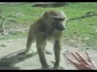 05-monkey.jpg