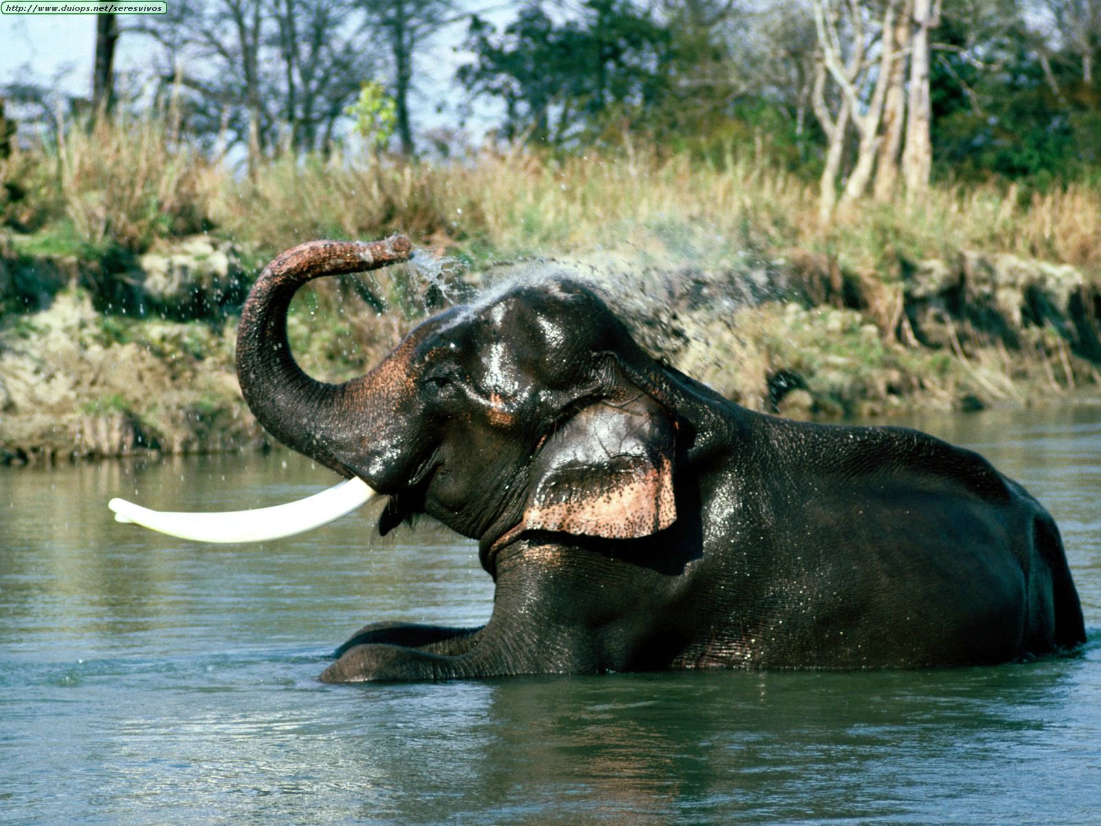 refresher-indian-elephant.jpg