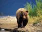 wallpaper-grizzly-011.jpg