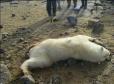 polar-bear-attack-in-arctic.jpg