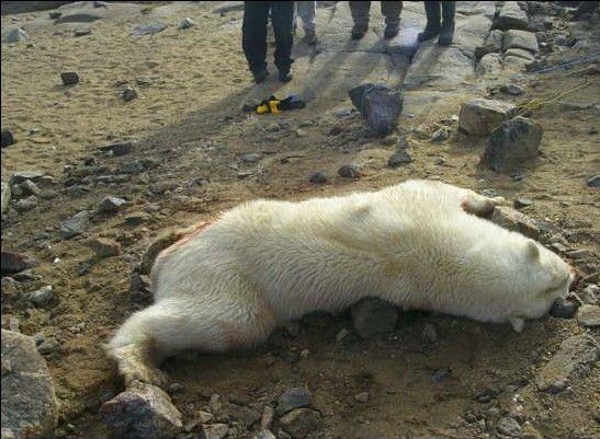 polar-bear-attack-in-arctic.jpg