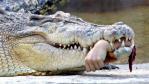 krokodyl.jpg