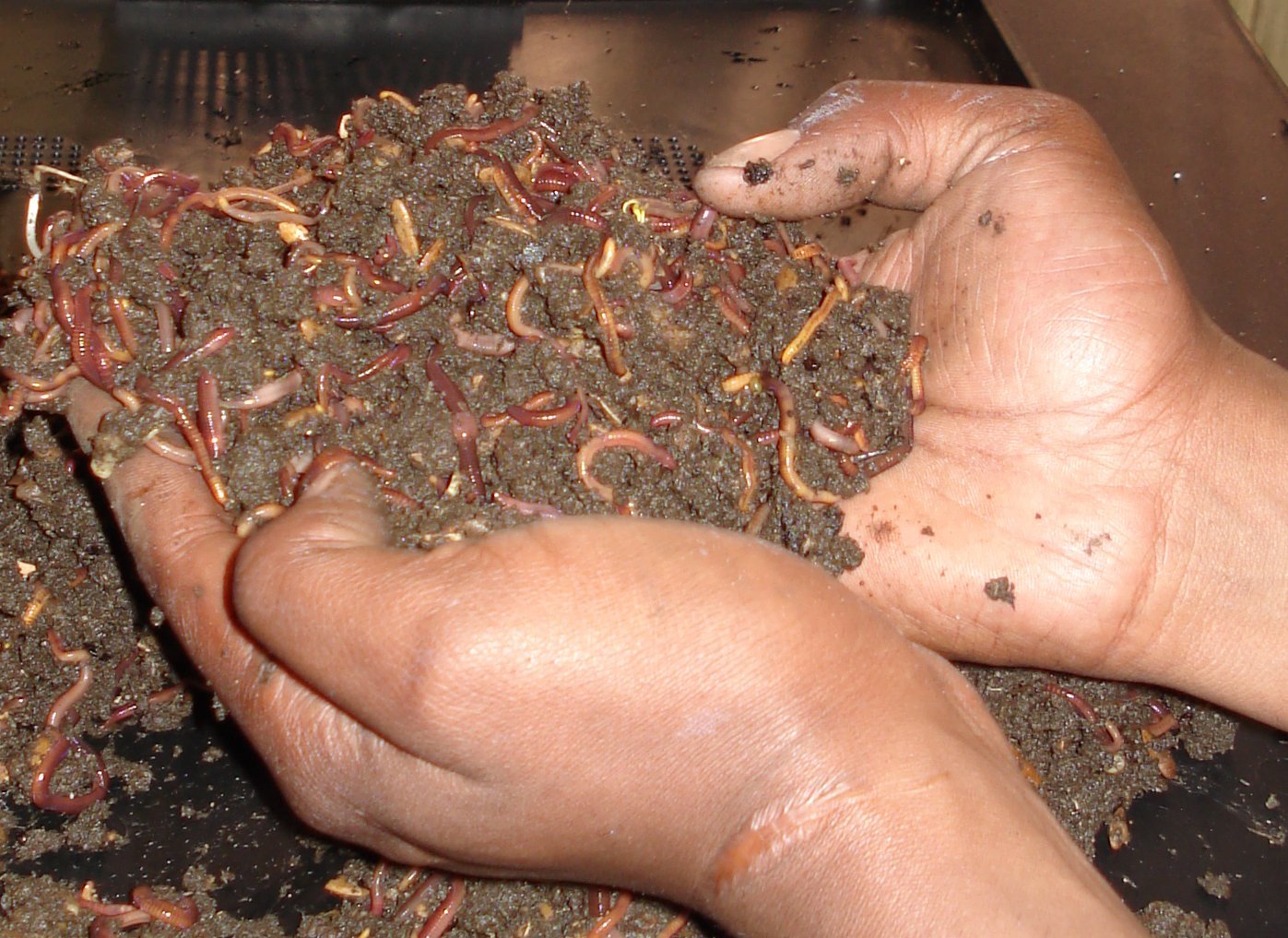 3522-hand-full-of-worms.jpg.jpg