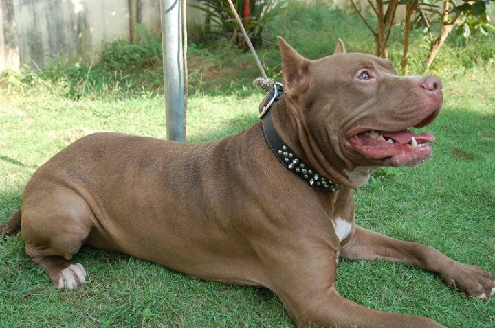 perro-pitbull-atado.jpg