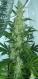 295px-cannabis-flowering.jpg