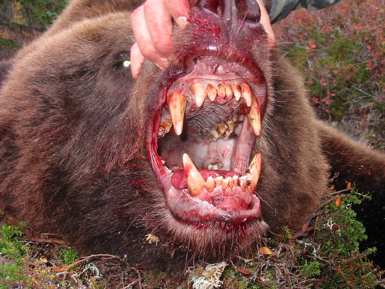 bloody-grizzly-mouth.jpg