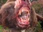 bloody-grizzly-mouth.jpg