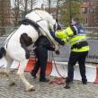 horse-rapes-police-officer-11972.jpg