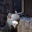 pigeon-get-outta-the-way-9304.jpg