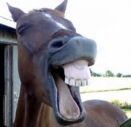 horse-smile.jpg