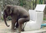 83-elephant-toilet-thumb.jpg