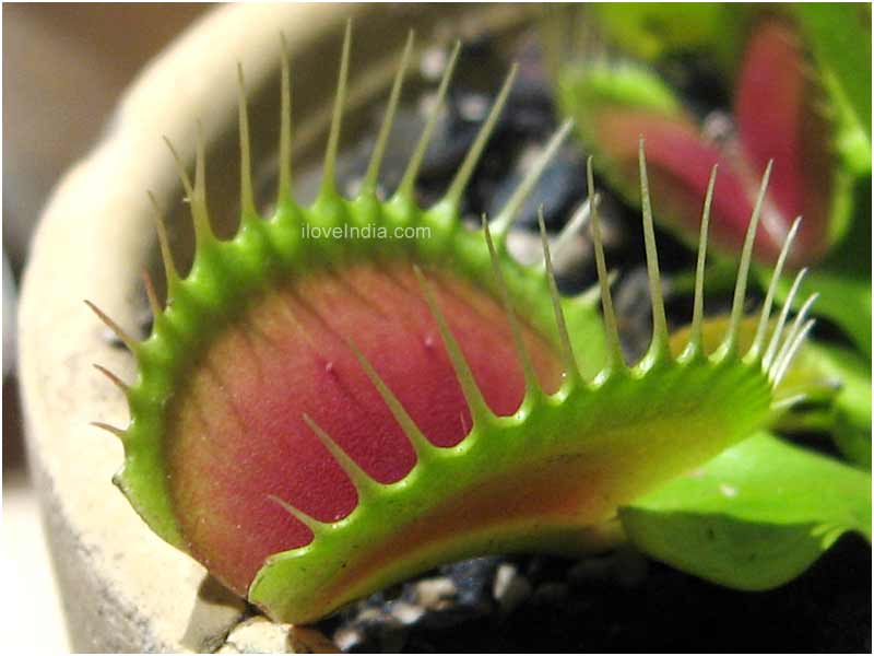 facts-about-venus-flytrap.jpg