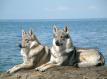 i2-czechoslovakian-wolfdog-pair.jpg