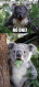 koala.png