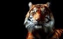 i2-tiger-cool-backgrounds.jpg