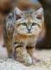 i2-3-sand-cat.jpg