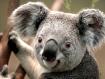 i2-koala.jpg