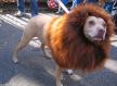 the-lion-dog.jpg