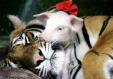 tiger-and-piglets-three.jpg