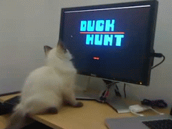 cat.gif
