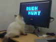 cat.gif