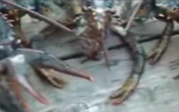 mutant.jpg