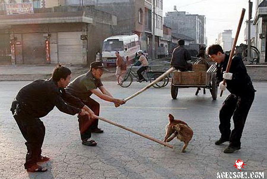 psi-cina1.jpg