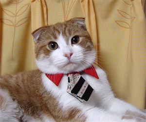 cat-tie.jpg