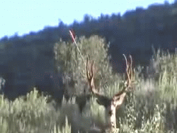 myslivec.gif
