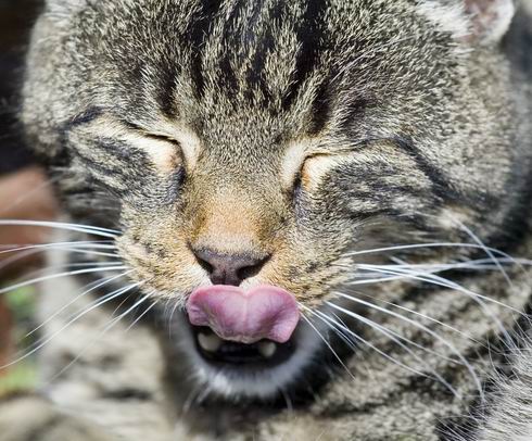 katze1b.jpg