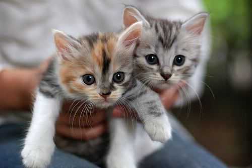 cutest-kittens-500.jpg