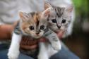 cutest-kittens-500.jpg