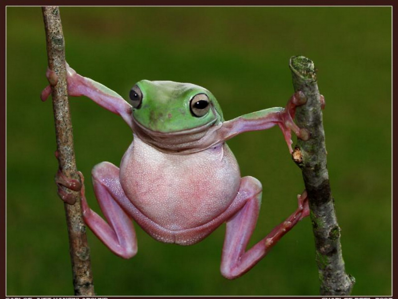 frog1280x960la2.jpg