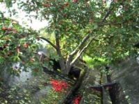21-cherries.jpg
