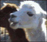 dramatic-alpaca.gif