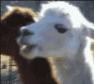 dramatic-alpaca.gif