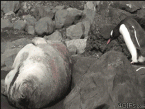 penguin-wakes-seal.gif