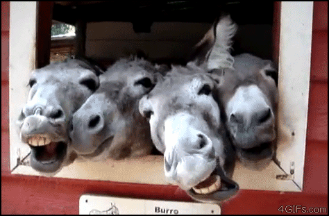 11.gif