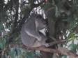 20-koala.jpg