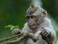 bali-monkey-forest-little-monkey.jpg