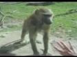 05-monkey.jpg