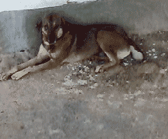 pes-gif.gif