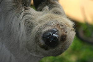 2170399-lenochod-dvouprsty-choloepus-didactylus-1-300x200p0.jpg